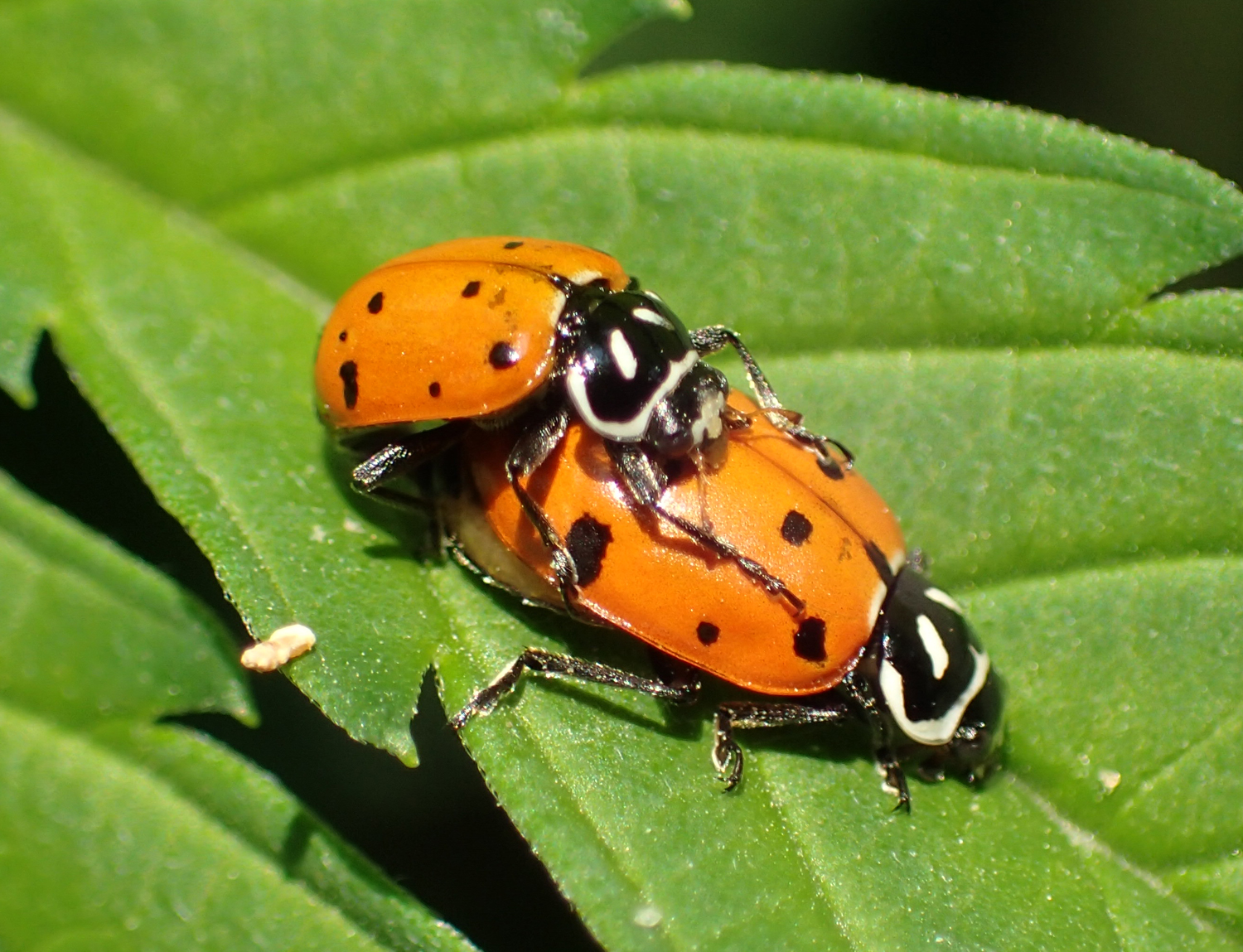 Convergent Lady Beetle also known as Lady Beetles